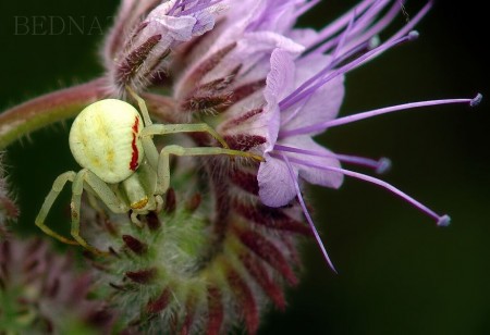 Běžník kopretinový-Misumena vatia 